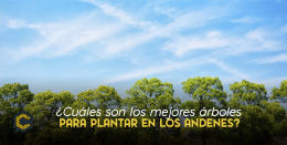 ¿Cuáles son los mejores árboles para plantar en los andenes?