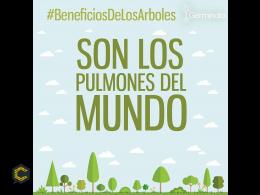 Promoción de árboles nativos para compensación
