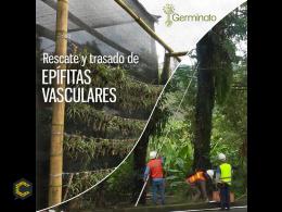 Ofrecemos servicio para el Rescate y Traslado de Epífitas Vasculares