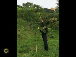 Especies Forestales Nativas para Compensaciones Ambientales