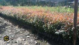 Venta de Eugenias y servicio de siembra