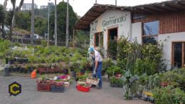 Ofrecemos especies de árboles nativos para compensación y paisajismo