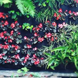 JARDINES VERTICALES