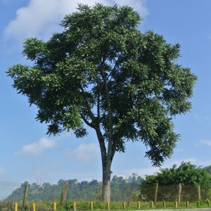 Venta de ÁRBOLES NATIVOS