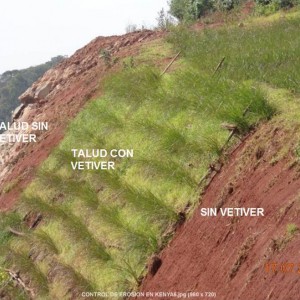 CONTROL DE EROSIÓN CON PASTO VETIVER