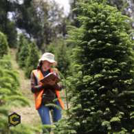 Se requiere un ingeniero forestal con conocimiento en planes de aprovechamiento forestal